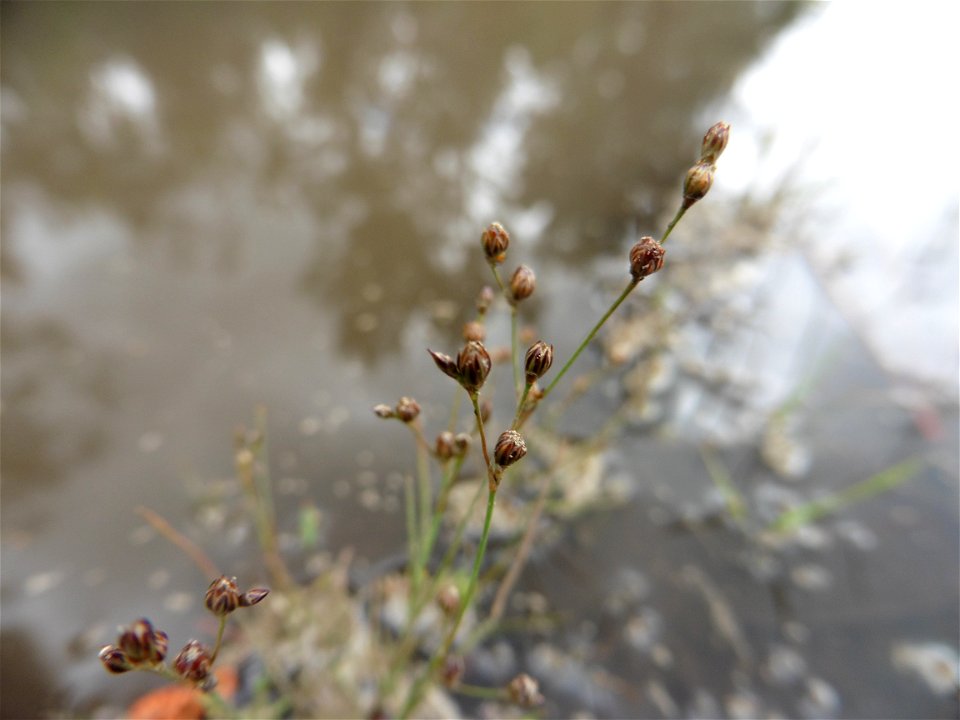 Juncus tenageia Ehrh. ex L.f., 1782