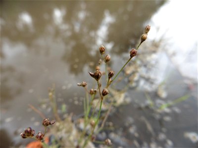Juncus tenageia Ehrh. ex L.f., 1782