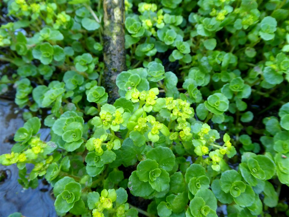 Chrysosplenium oppositifolium L., 1753