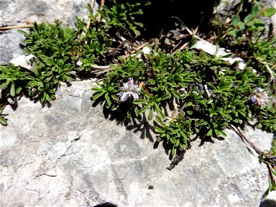 Globularia repens Lam., 1779