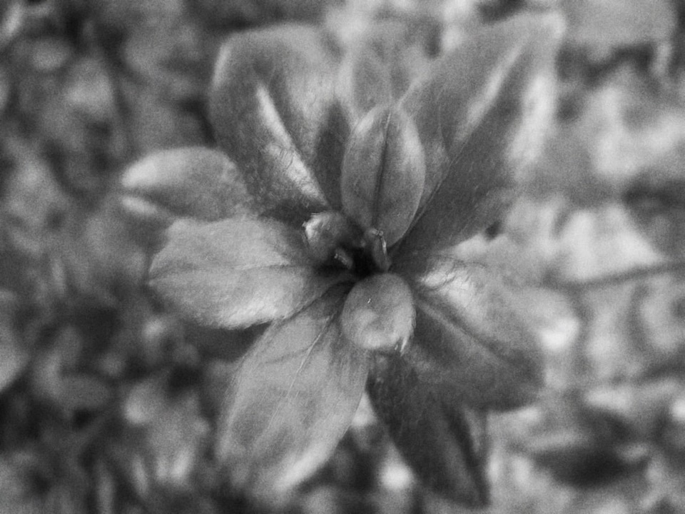 Art blossom Rhododendron ponticum
