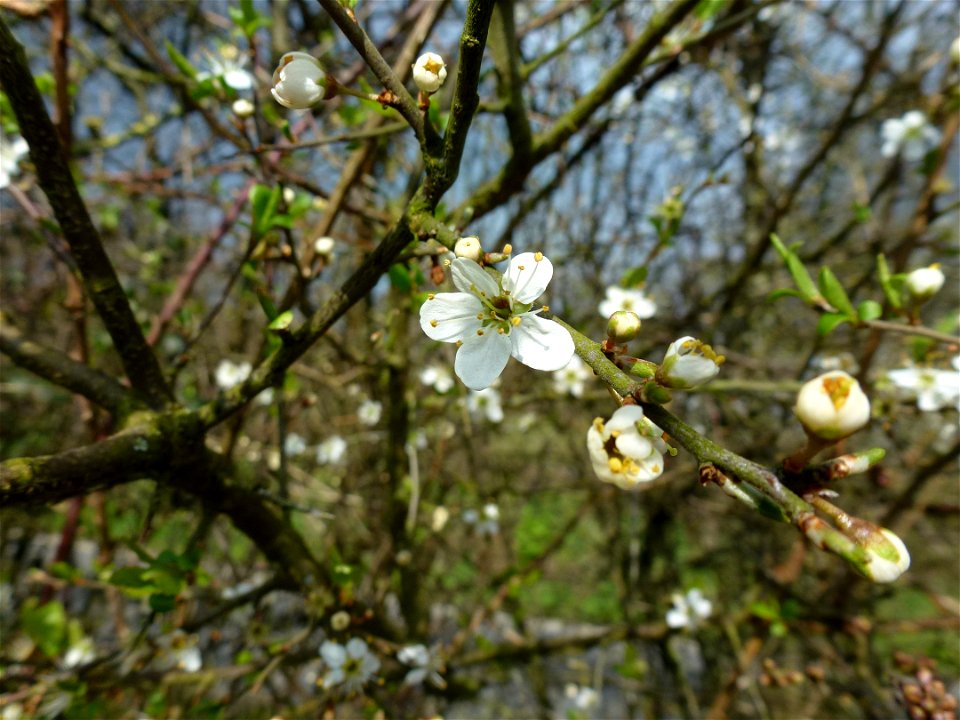 Prunus spinosa L., 1753