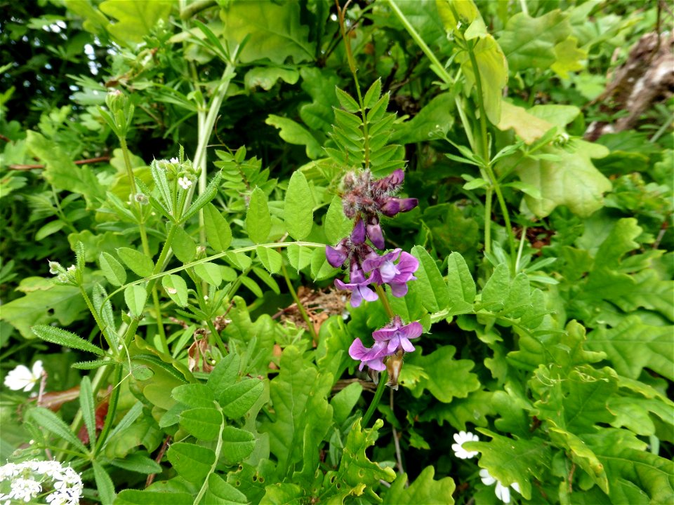 Vicia sepium L., 1753