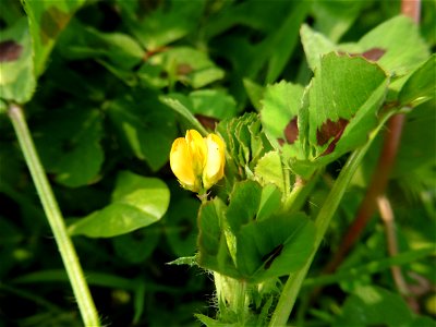 Medicago arabica (L.) Huds., 1762