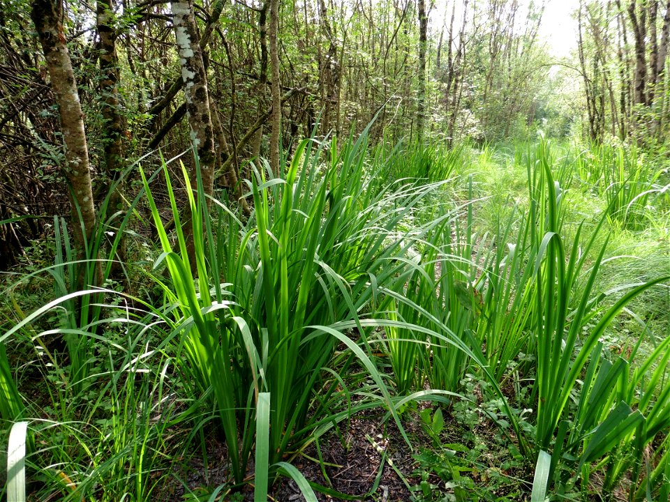 Iris pseudacorus L., 1753