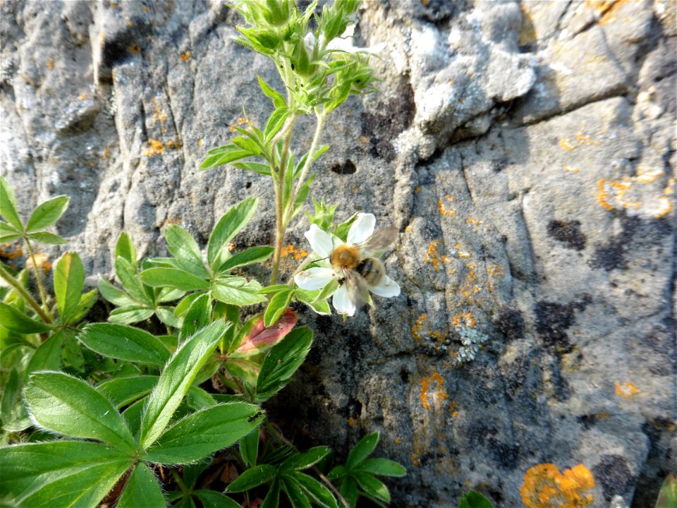 Potentilla caulescens subsp. petiolulata (Gaudin) Nyman, 1878