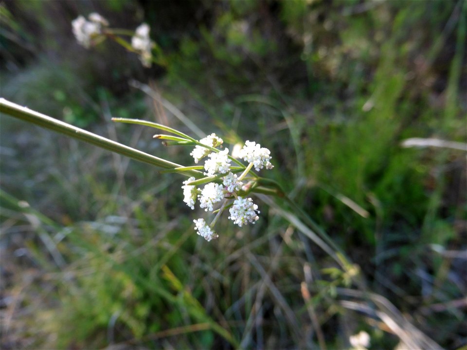 Seseli montanum L., 1753
