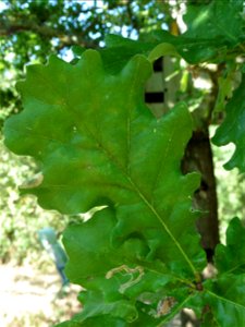 Quercus robur L., 1753