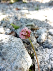 Trifolium thalii Vill., 1779