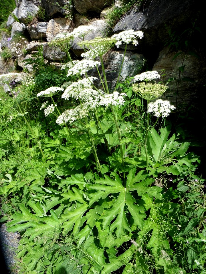 Heracleum pyrenaicum Lam., 1785
