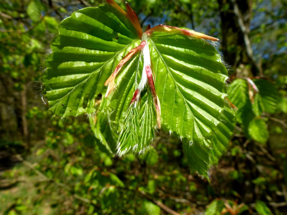 Fagus sylvatica L., 1753
