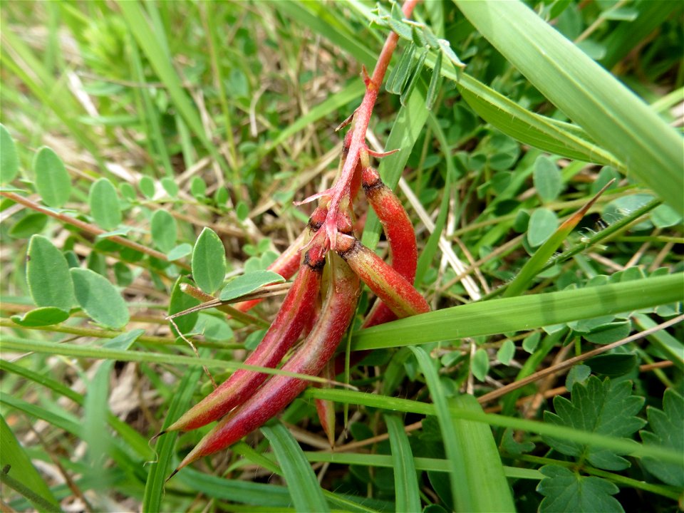 Astragalus monspessulanus L., 1753