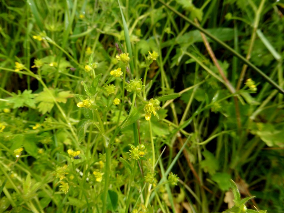 Ranunculus parviflorus L., 1758