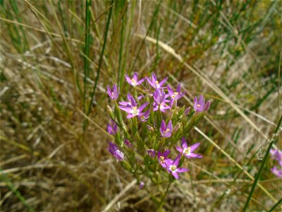 Centaurium tenuiflorum (Hoffmanns. & Link) Fritsch, 1907