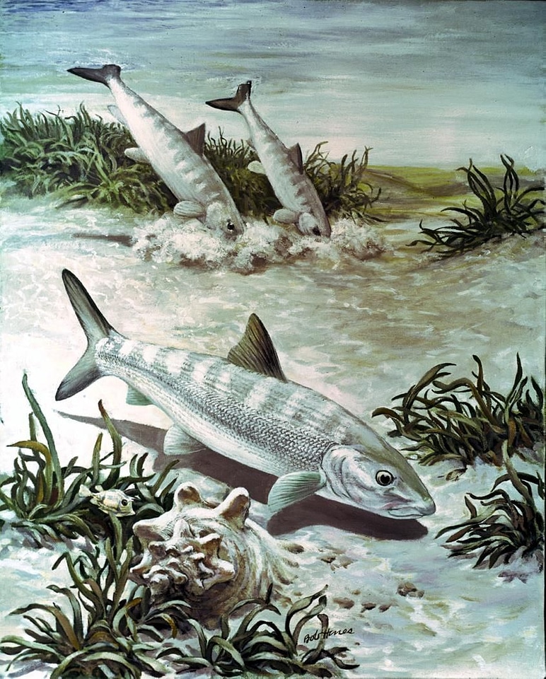 Art bonefish image