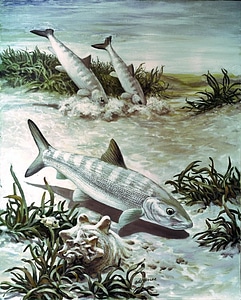 Art bonefish image