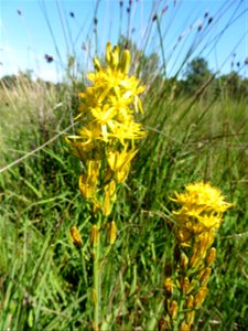 Narthecium ossifragum (L.) Huds., 1762