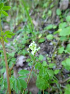 Ceratocapnos claviculata (L.) Lidén, 1984