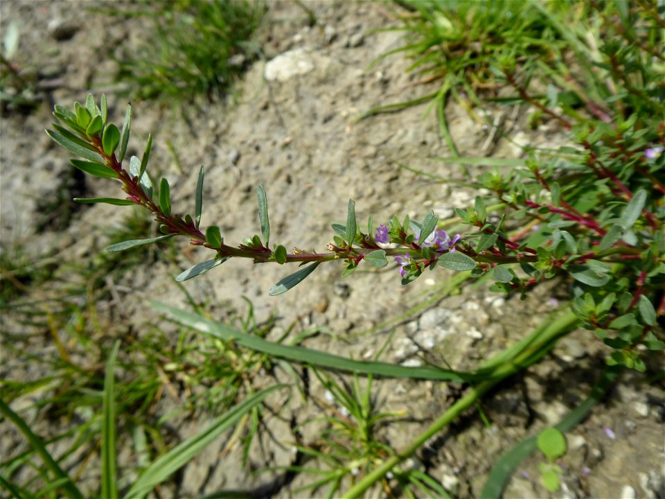 Lythrum tribracteatum Salzm. ex Spreng., 1827