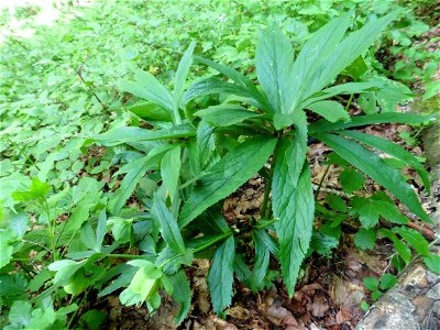 Helleborus viridis L., 1753