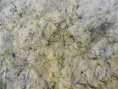 Althenia filiformis Petit, 1829