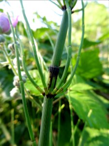 Equisetum ramosissimum Desf., 1799
