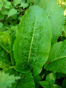 Rumex obtusifolius L., 1753