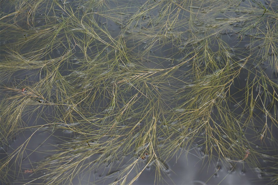 Stuckenia pectinata (L.) Börner, 1912