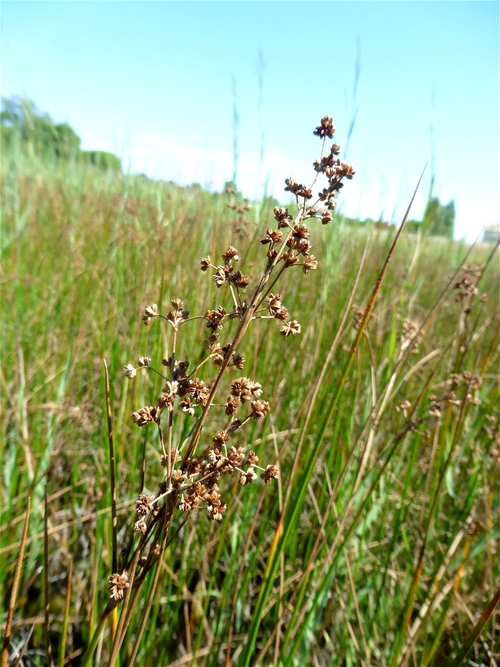 Juncus subnodulosus Schrank, 1789