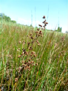 Juncus subnodulosus Schrank, 1789