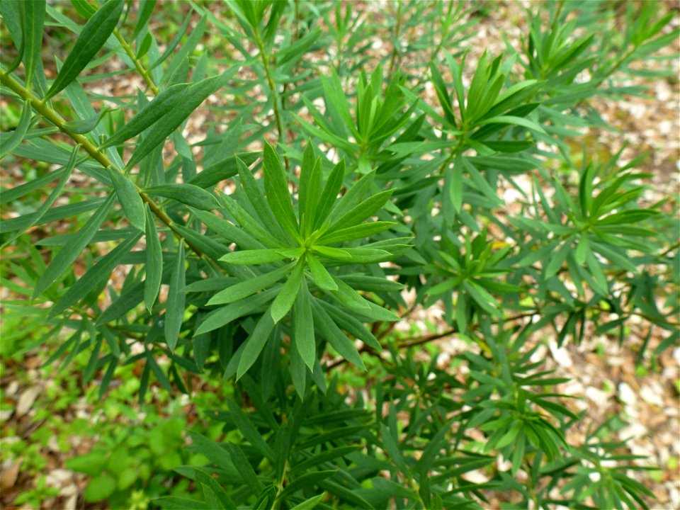 Daphne gnidium L., 1753