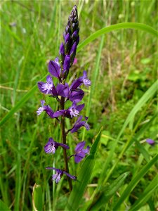 Polygala vulgaris L., 1753