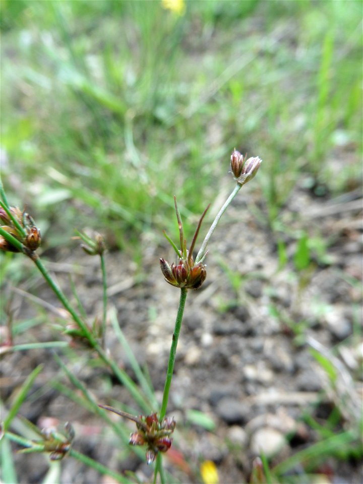 Juncus bulbosus L., 1753