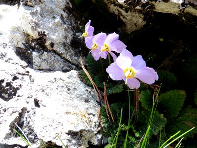 Ramonda myconi (L.) Rchb., 1831