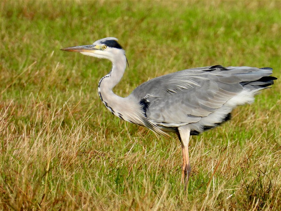 Blauwe reiger