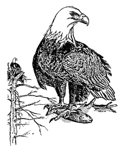 Bald Eagle drawing eagle