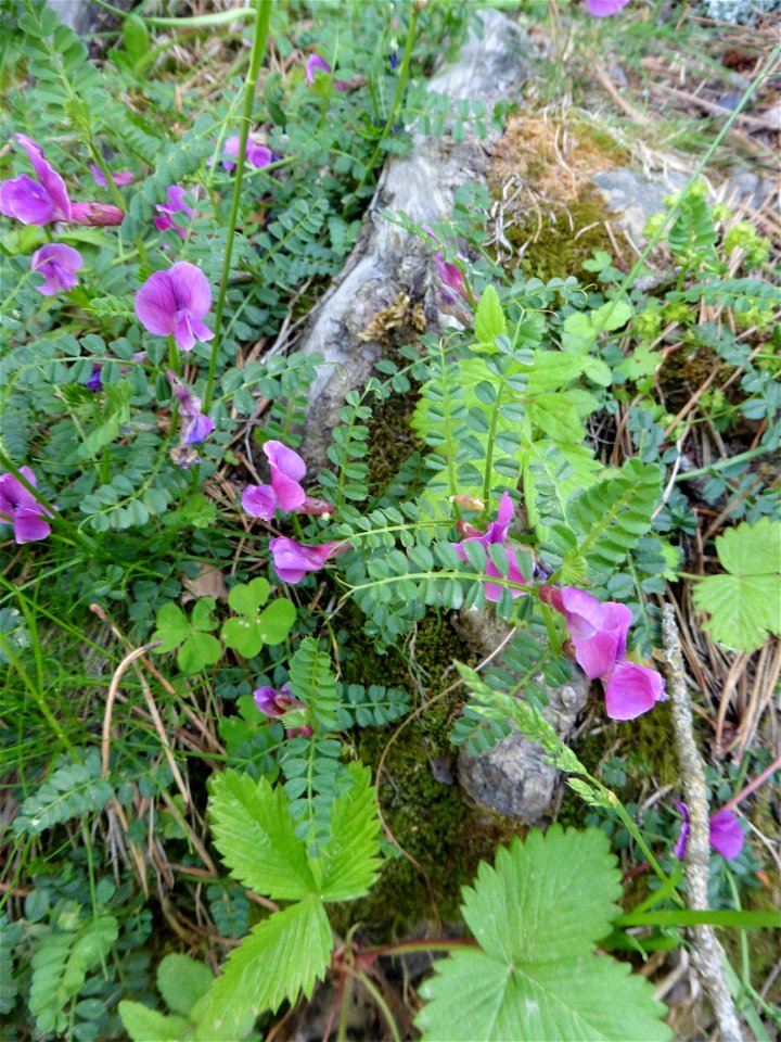 Vicia pyrenaica Pourr., 1788