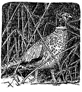 Art bantam illustration