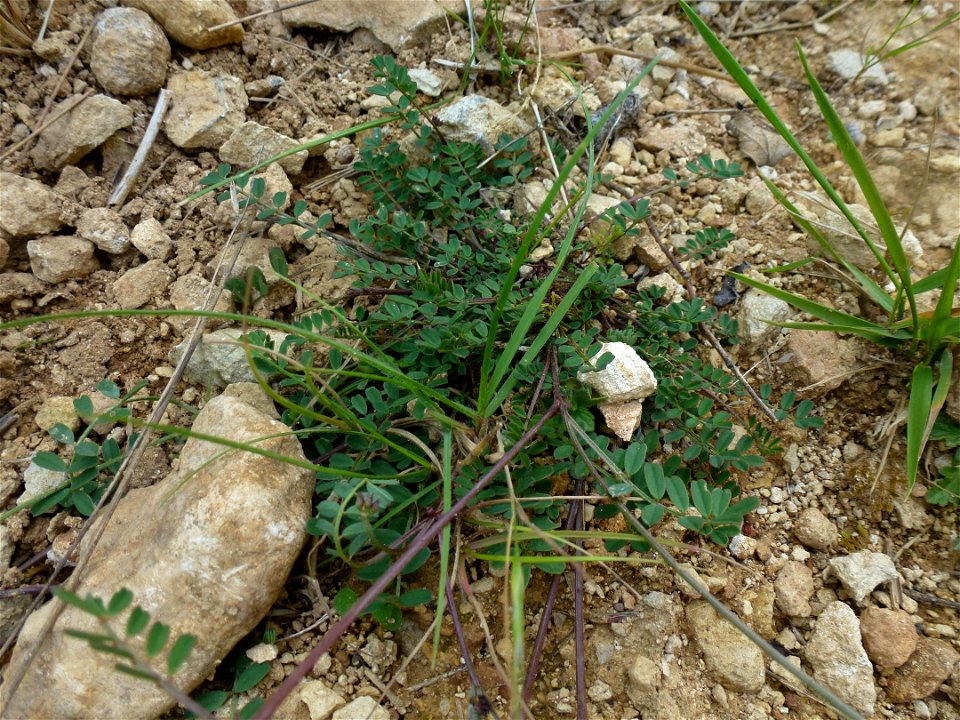 Hippocrepis comosa L., 1753