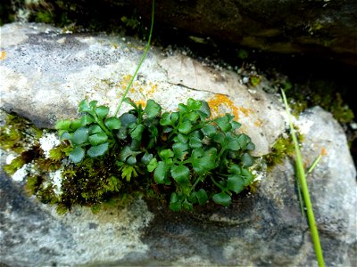 Asplenium ruta-muraria L., 1753