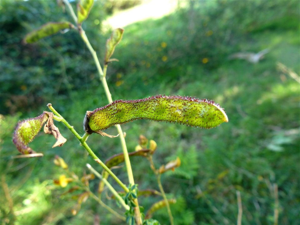 Adenocarpus complicatus (L.) J.Gay, 1836