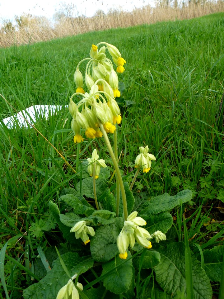 Primula veris L., 1753