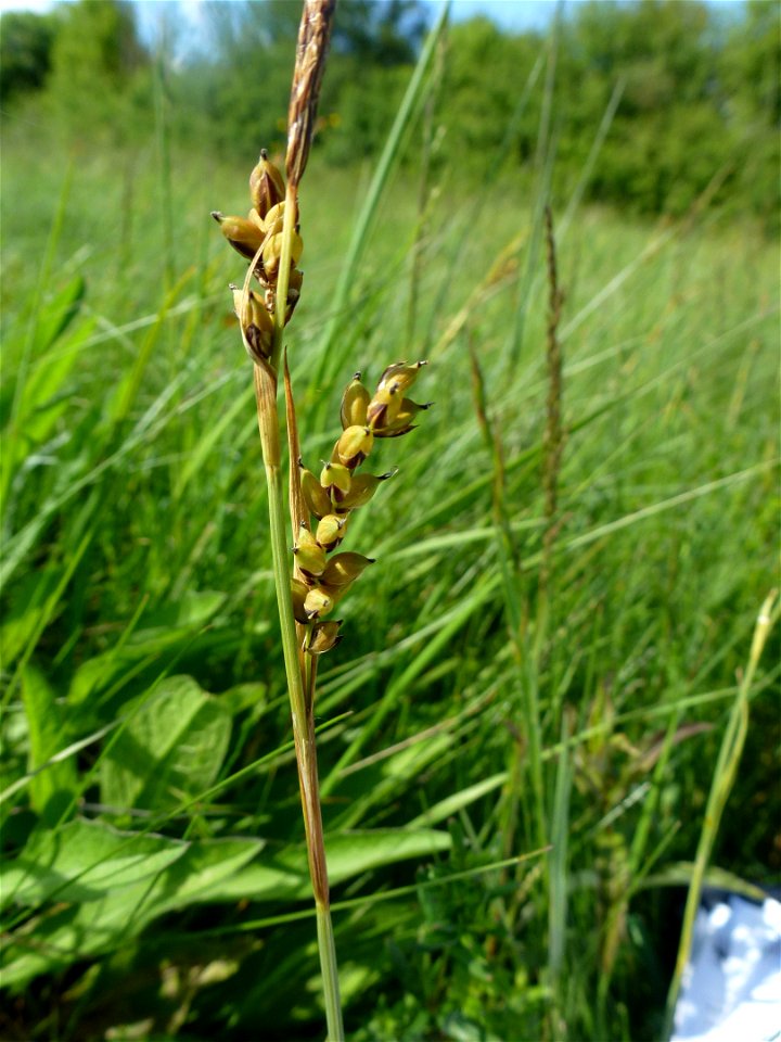 Carex panicea L., 1753