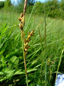 Carex panicea L., 1753