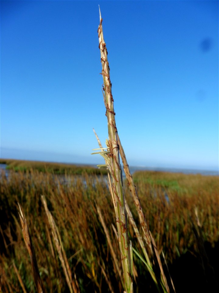 Spartina maritima (Curtis) Fernald, 1916