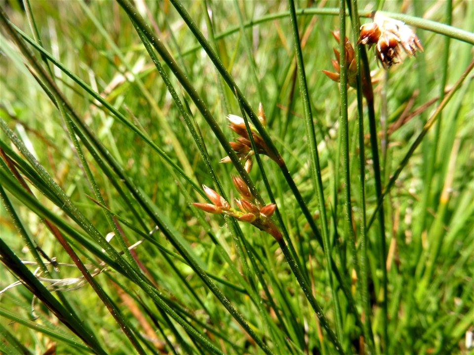 Juncus filiformis L., 1753