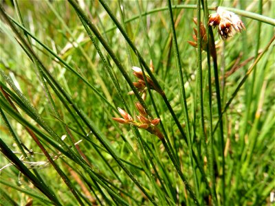 Juncus filiformis L., 1753