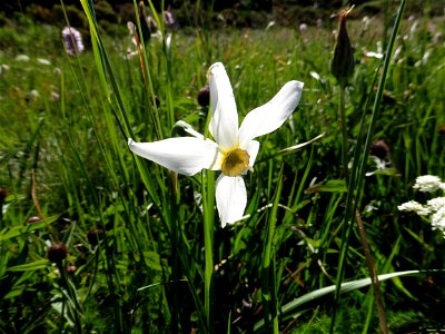 Narcissus poeticus L., 1753