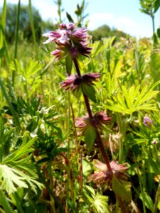 Stachys arvensis (L.) L., 1763