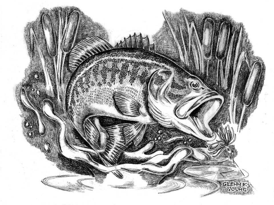 Drawing illustration Micropterus salmoides